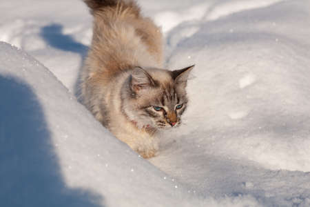 cat in the snow. The cat froze over in the winter outside, covered in cold the street. The cat is played with snow in the yard for christmas.の写真素材