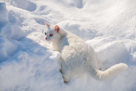 cat in the snow. The cat froze over in the winter outside, covered in cold the street. The cat is played with snow in the yard for christmas.の写真素材
