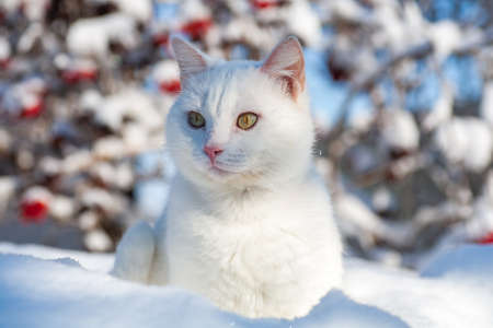 cat in the snow. The cat froze over in the winter outside, covered in cold the street. The cat is played with snow in the yard for christmas.の写真素材
