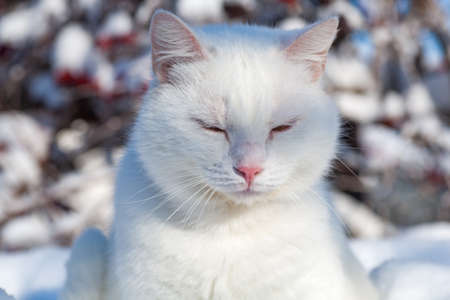cat in the snow. The cat froze over in the winter outside, covered in cold the street. The cat is played with snow in the yard for christmas.の写真素材