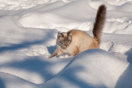 cat in the snow. The cat froze over in the winter outside, covered in cold the street. The cat is played with snow in the yard for christmas.の写真素材