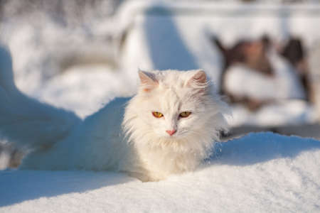 cat in the snow. The cat froze over in the winter outside, covered in cold the street. The cat is played with snow in the yard for christmas.の写真素材