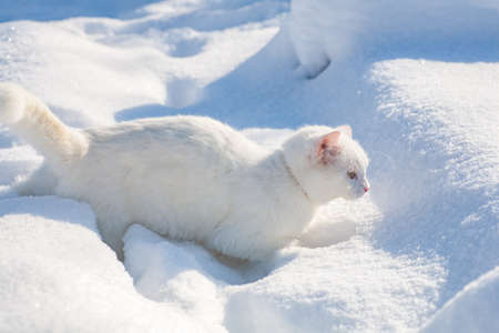 cat in the snow. The cat froze over in the winter outside, covered in cold the street. The cat is played with snow in the yard for christmas.の写真素材