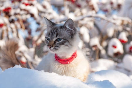 cat in the snow. The cat froze over in the winter outside, covered in cold the street. The cat is played with snow in the yard for christmas.の写真素材