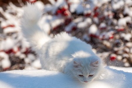 cat in the snow. The cat froze over in the winter outside, covered in cold the street. The cat is played with snow in the yard for christmas.の写真素材