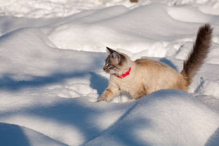 cat in the snow. The cat froze over in the winter outside, covered in cold the street. The cat is played with snow in the yard for christmas.の写真素材