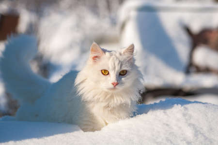cat in the snow. The cat froze over in the winter outside, covered in cold the street. The cat is played with snow in the yard for christmas.の写真素材