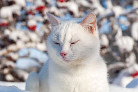 cat in the snow. The cat froze over in the winter outside, covered in cold the street. The cat is played with snow in the yard for christmas.の写真素材