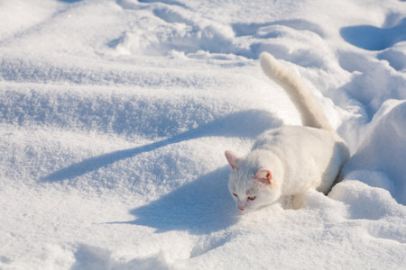 cat in the snow. The cat froze over in the winter outside, covered in cold the street. The cat is played with snow in the yard for christmas.の写真素材