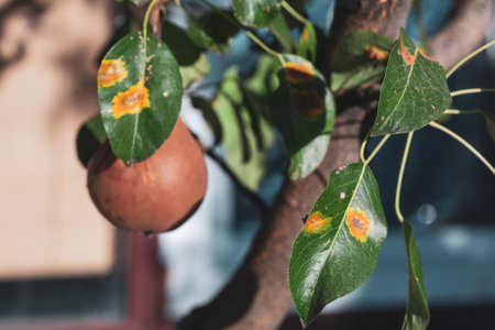 Branches leaves and pear fruits affected by orange rusty spots and horn-shaped growths with spores...