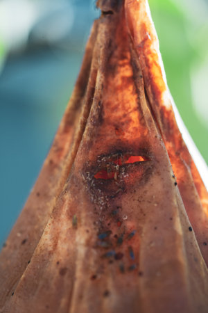 Branches leaves and pear fruits affected by orange rusty spots and horn-shaped growths with spores...