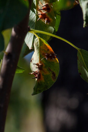 Branches leaves and pear fruits affected by orange rusty spots and horn-shaped growths with spores of the fungus Gymnosporangium sabinae in a human home garden. Pear leaves with pear rust infestation.の写真素材