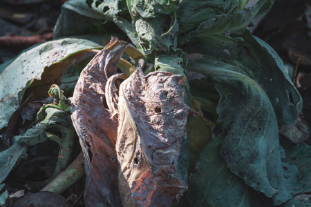 diseased cabbage leaves affected by pests and pathogenic fungi. Cabbage leaves spoiled by frost.の写真素材