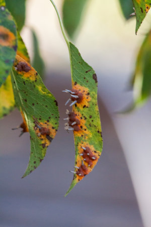 Branches leaves and pear fruits affected by orange rusty spots and horn-shaped growths with spores...