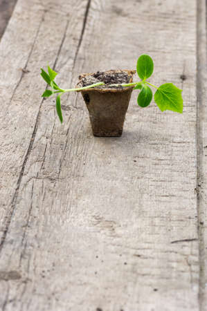 The gardener planted seedlings of cucumbers in the ground. Small plants of cucumbers grown in pots for planting in beds. Growing organic food in your garden.の写真素材