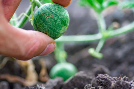 Organic watermelon growing on the field at eco farm. Closeup of growing small green striped watermelon in farmers hand. Tying the fruit of an early watermelon in the spring in the gardenの写真素材