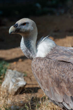 Griffon vulture in a detailed portrait, Estremadura standing on a rock overseeing his territory.の写真素材