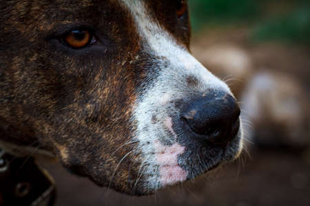 Muzzle of a large evil guard dog with large teeth close-up. The open jaws of a guard dog. Home Rottweiler guards the house.の写真素材