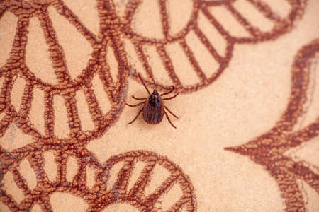 A true ixodid mite blood sucking parasite carrying the acarid disease sits on a On a white field on a hot summer day, hunting in anticipation of the victimの写真素材