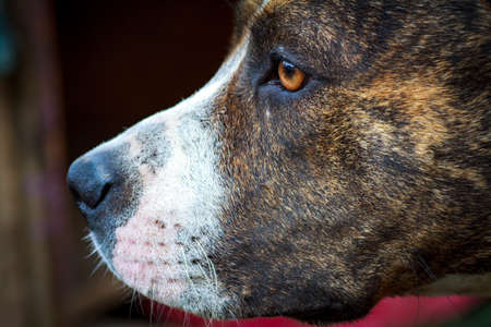 Muzzle of a large evil guard dog with large teeth close-up. The open jaws of a guard dog. Home Rottweiler guards the house.の写真素材