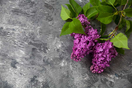 Background for greeting card greeting beloved woman wedding invitation flowers lilac on wooden surfaceの写真素材