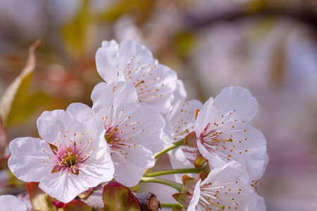 Beautiful nature scene with blooming tree and sun flare. Sunny day. Spring flowers. Beautiful Orchard. Abstract blurred background. Springtime Spring border or background art with pink blossom.の写真素材