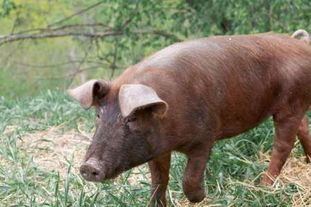 wild pig with dark brown hair and curled pig tail in the forest eating grass in the wild in the wildの写真素材
