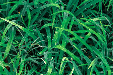 Close up of fresh thick grass with water drops in the early morning. forest grass background for postcard desktopの写真素材
