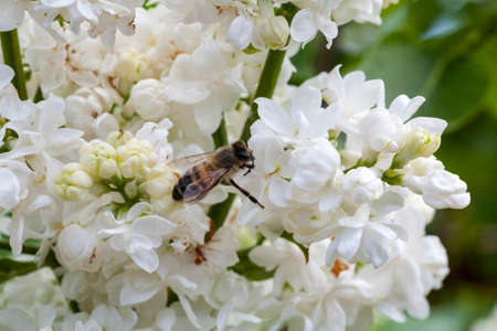 Beautiful flower on spring and flying bumblebee in nature macro on soft blurry light background. Concept spring summer, elegant gentle artistic image, copy spaceの写真素材