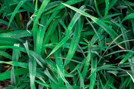 Close up of fresh thick grass with water drops in the early morning. forest grass background for postcard desktopの写真素材