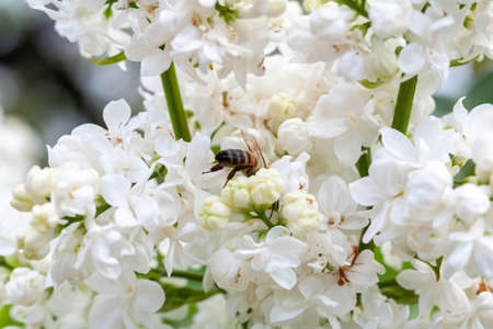Beautiful flower on spring and flying bumblebee in nature macro on soft blurry light background....
