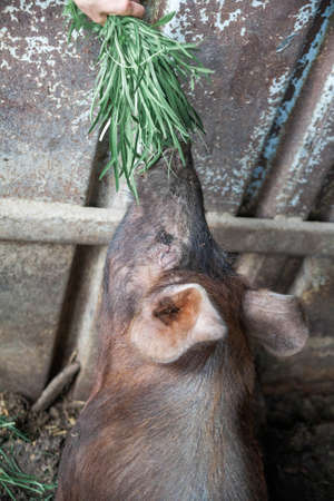 piglet with dark brown hair and curled pig tail in a cage eating grass on a pig pork farm