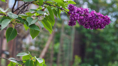 Blooming purple lilac on a background of green leaves. Spring background.
