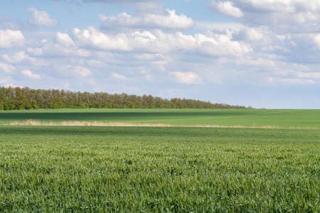 Lonely tree standing in a green field. Rural landscape for postcard and background.の写真素材