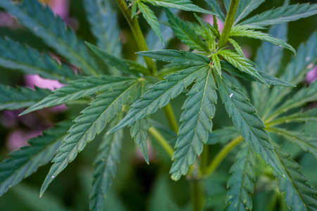 Green leaves of legal medical marijuana. Approved medicinal hemp. Cannabis treatment. Legalize the...