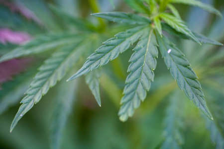 Green leaves of legal medical marijuana. Approved medicinal hemp. Cannabis treatment. Legalize the use of marijuana.の写真素材