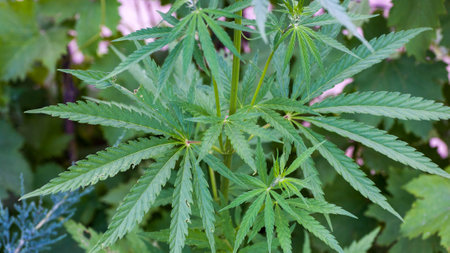 Green leaves of legal medical marijuana. Approved medicinal hemp. Cannabis treatment. Legalize the...