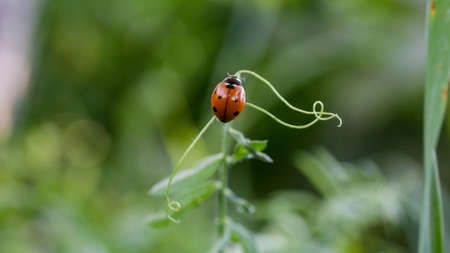 Ladybug sitting on a flower leaf warm spring day on a leaf insect beetle. Macro of seven spot...