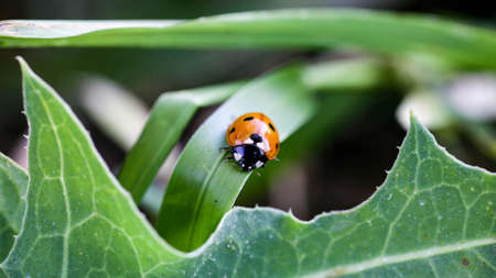 Ladybug sitting on a flower leaf warm spring day on a leaf insect beetle. Macro of seven spot ladybug Coccinella septempunctata .の写真素材
