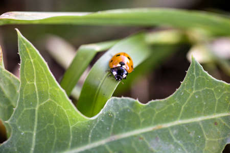 Ladybug sitting on a flower leaf warm spring day on a leaf insect beetle. Macro of seven spot ladybug Coccinella septempunctata .の写真素材