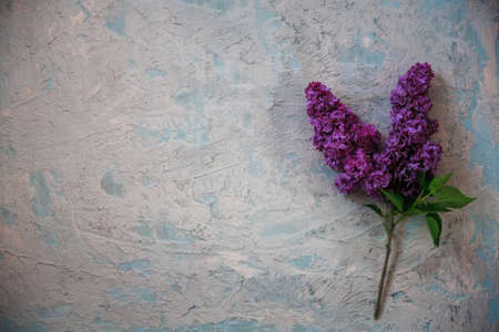 Texture background with bright flowers of lilac for the cover of the notebook diary or congratulations on the womans holidayの写真素材