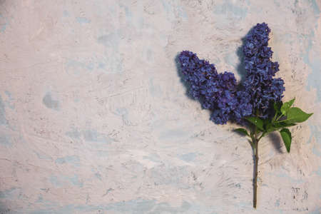 Texture background with bright flowers of lilac for the cover of the notebook diary or congratulations on the womans holidayの写真素材