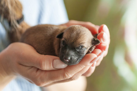 Small puppy looking up while woman holding cute dog.The little puppy is cute sitting in the arms of the girl. Newborn puppy. Little beloved pet with its owner.の写真素材