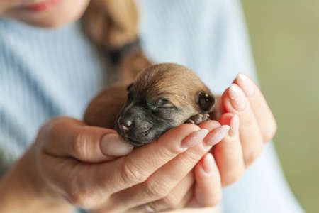 Small puppy looking up while woman holding cute dog.The little puppy is cute sitting in the arms of...