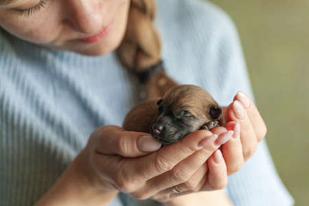 Small puppy looking up while woman holding cute dog.The little puppy is cute sitting in the arms of the girl. Newborn puppy. Little beloved pet with its owner.の写真素材