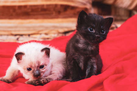 little kittens with beautiful eyes and soft hair are played at home with their beloved children. The tiny kitten is sleeping. Beautiful little kitty.の写真素材