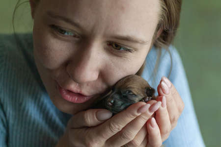 Small puppy looking up while woman holding cute dog.The little puppy is cute sitting in the arms of the girl. Newborn puppy. Little beloved pet with its owner.の写真素材