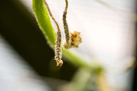 affected by diseases and pests of plant leaves and fruits of cucumber White rot sclerotinosis diseases of cucumbers is white rot white mold. Downy mildew peresporosis, White rot sclerotinosis.の写真素材