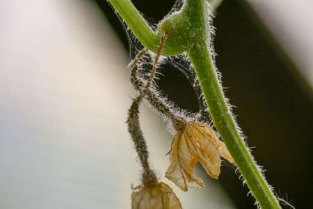 affected by diseases and pests of plant leaves and fruits of cucumber White rot sclerotinosis diseases of cucumbers is white rot white mold. Downy mildew peresporosis, White rot sclerotinosis.の写真素材