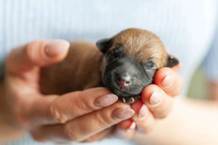 Small puppy looking up while woman holding cute dog.The little puppy is cute sitting in the arms of the girl. Newborn puppy. Little beloved pet with its owner.の写真素材